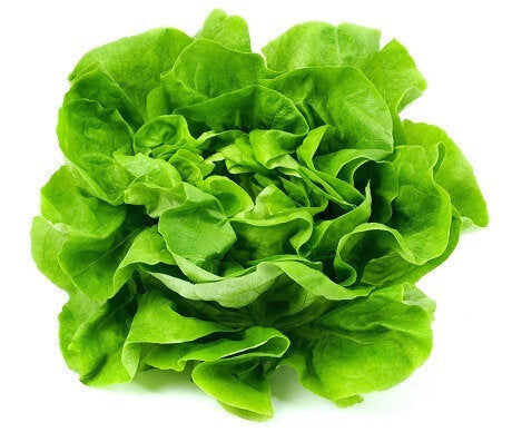 Lettuce Hydro Green carton