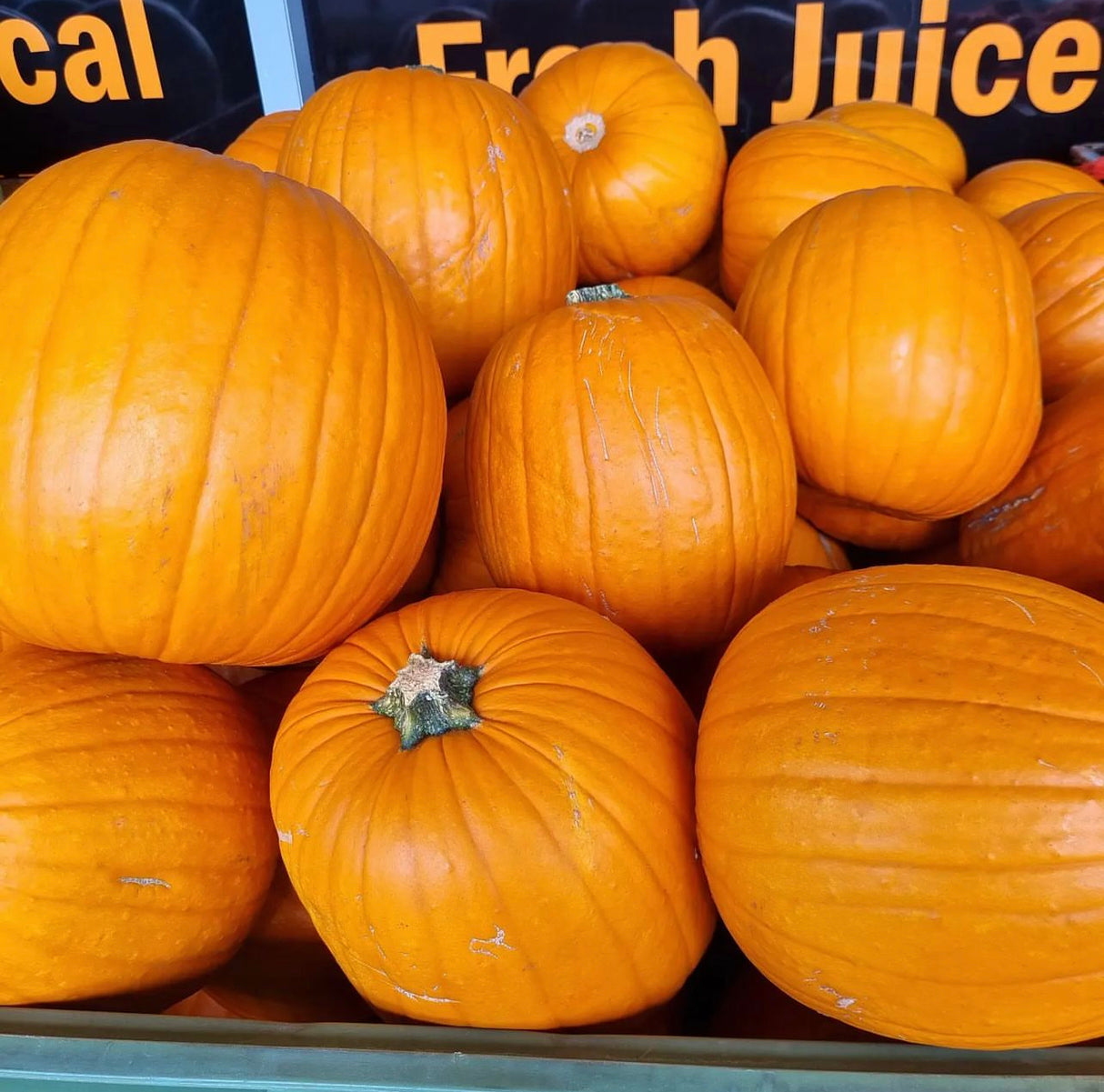 Halloween Pumpkins each