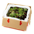 Lettuce Mix 1.5kg Mesculin carton available at The Prickly Pineapple