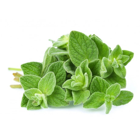 fresh oregano herb The Prickly Pineapple