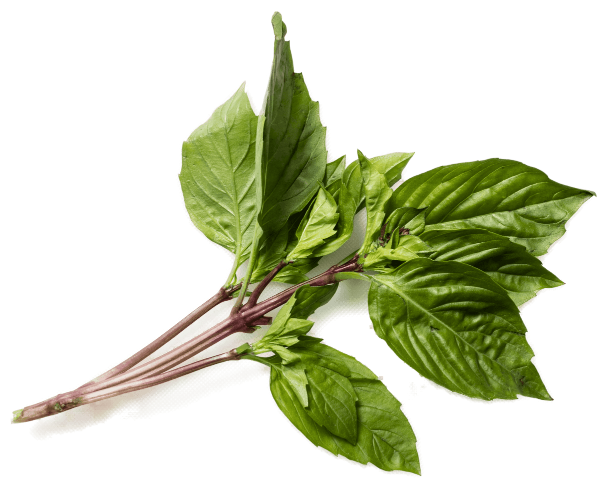Herb Thai Basil