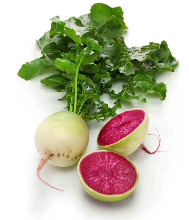 Watermelon Radish bunch