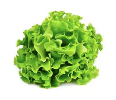 Lettuce Hydro each