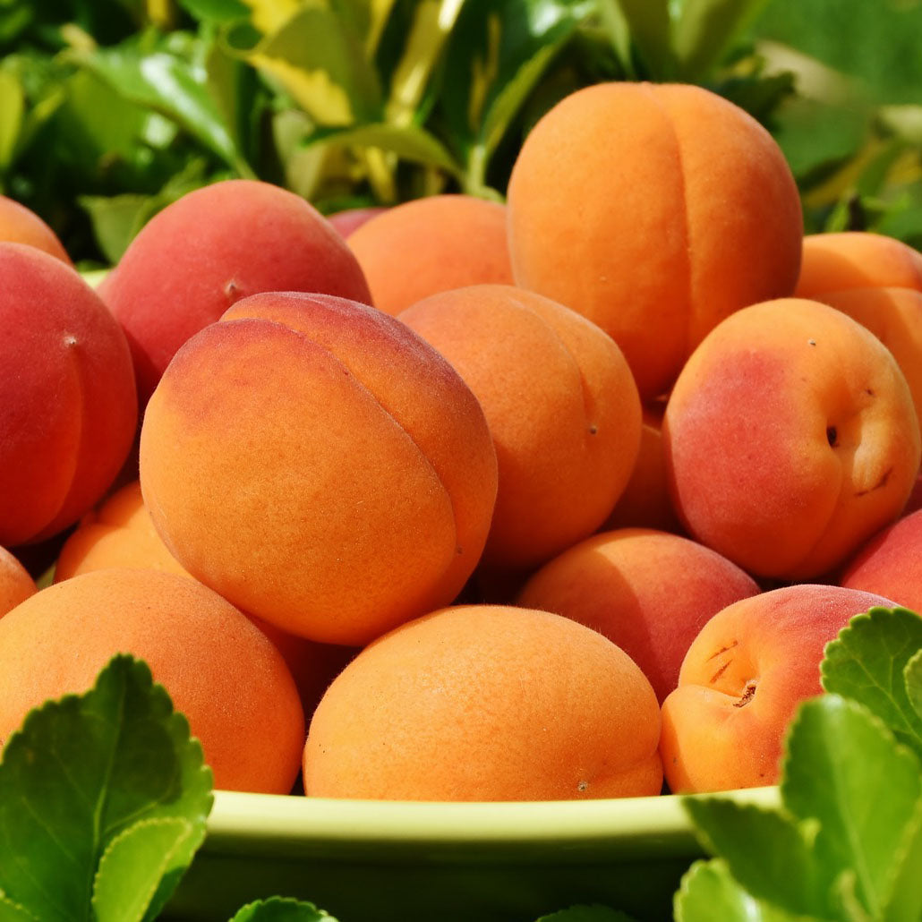 Apricots per kg