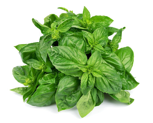 Herb Basil