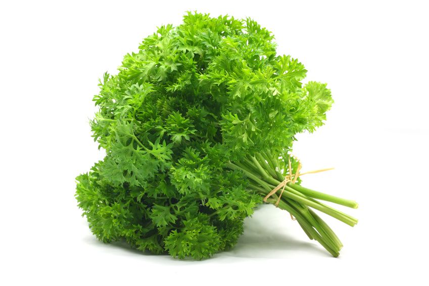 Herb Parsley Curly