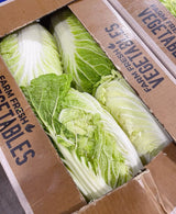 Cabbage Chinese carton