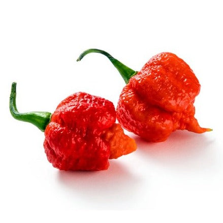 Chilli Caroline Reaper per kg available at The Prickly Pineapple