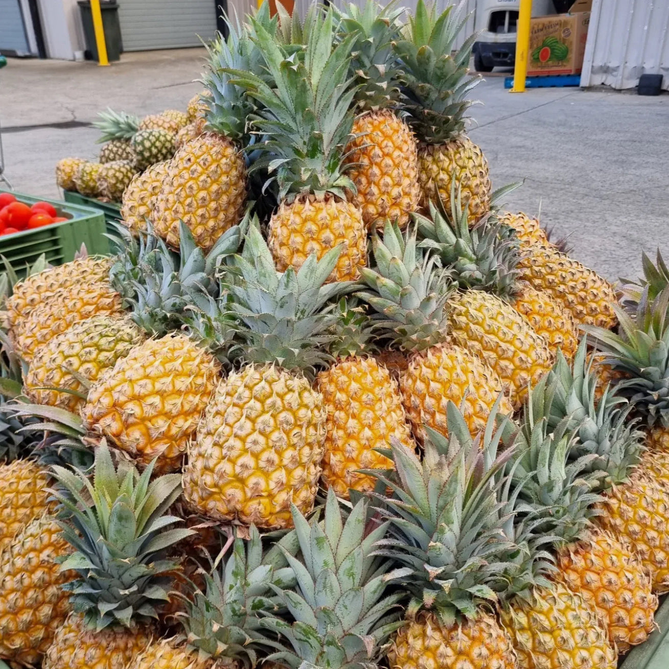 Rough Leaf Pineapple specials available at The Prickly Pineapple