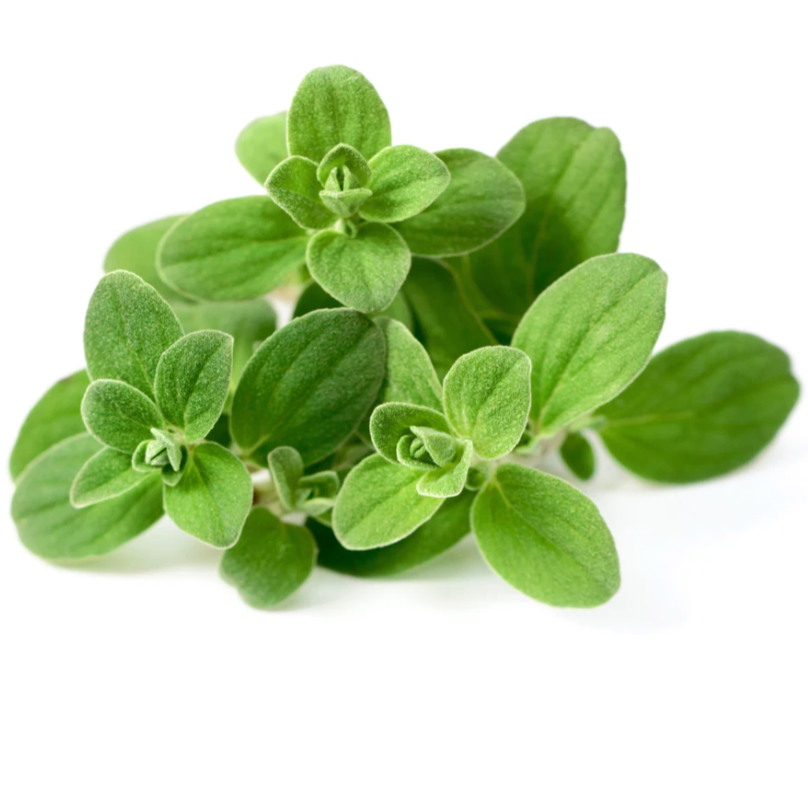Marjoram herb available at The Prickly Pineapple
