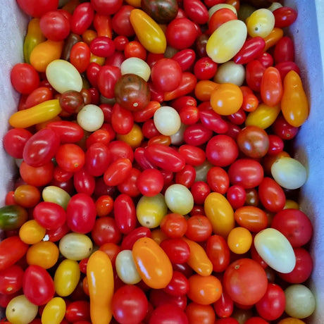 Tomatoes Medley 5kg carton available at The Prickly Pineapple