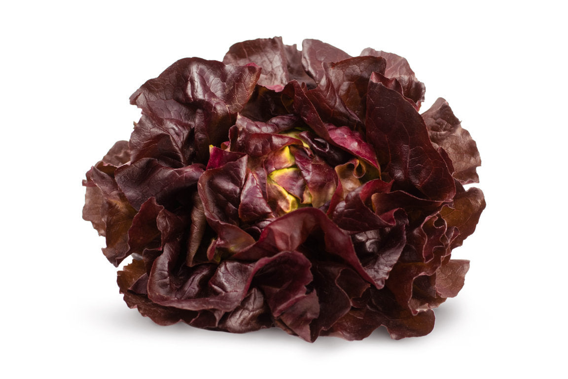 Lettuce Hydro Red carton