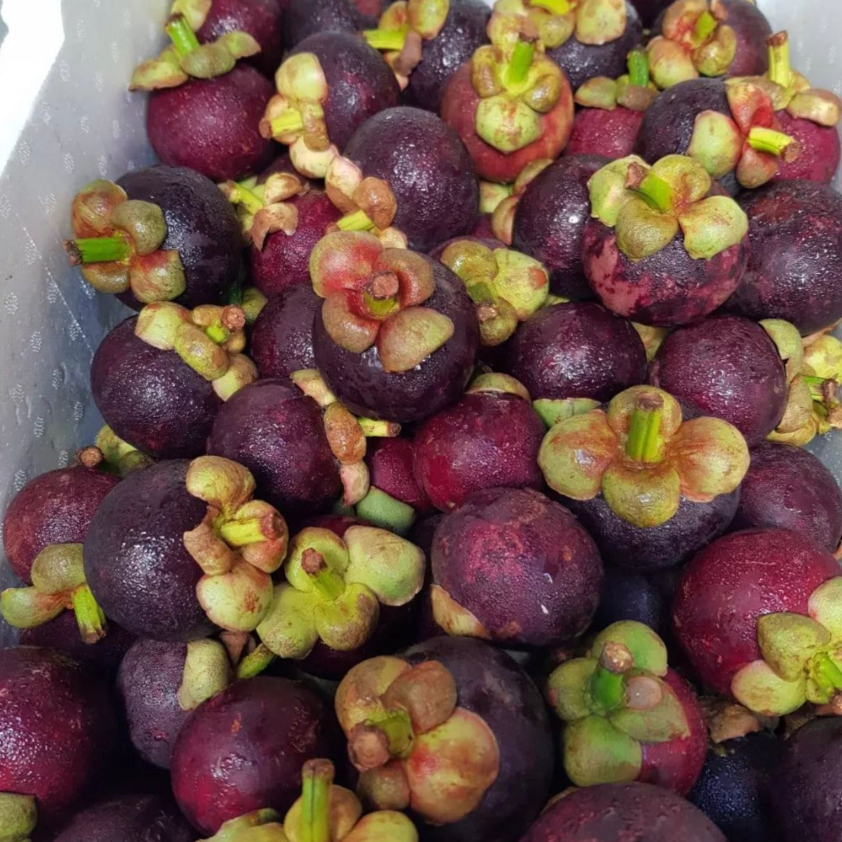Mangosteen fruit available at The Prickly Pineapple