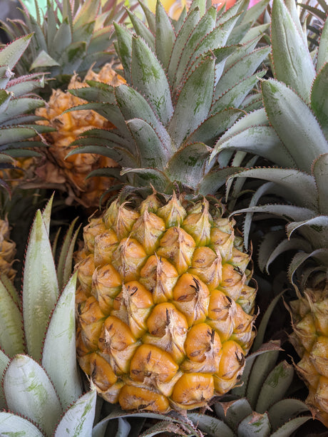Pineapple Rough Leaf each