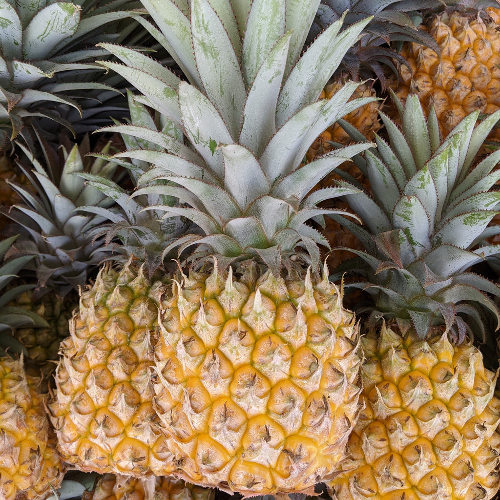 Rough leaf pineapples available at The Prickly Pineapple