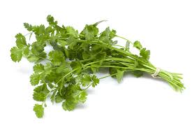 Herb Coriander bunch